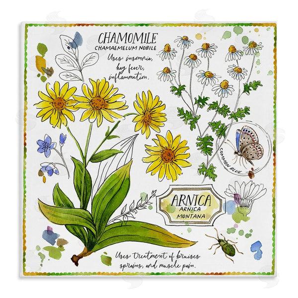 stupell industries Jane Maday | Chamomile Herb Uses Wall Art