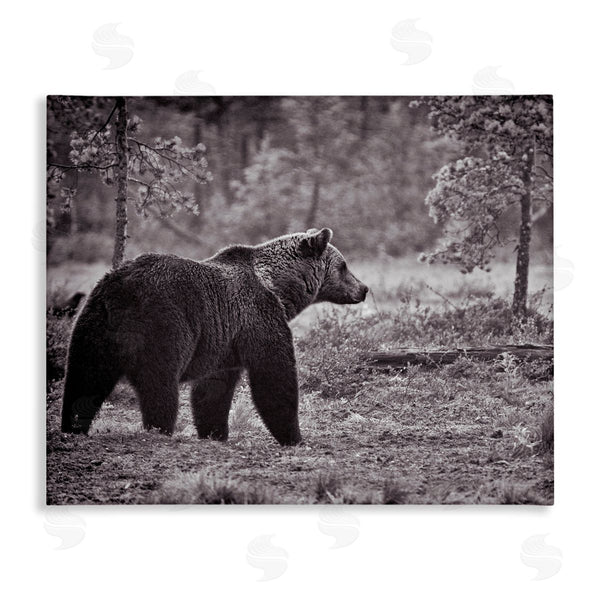 stupell industries Jasper Huish | Bear Stepping in Forest Wall Art