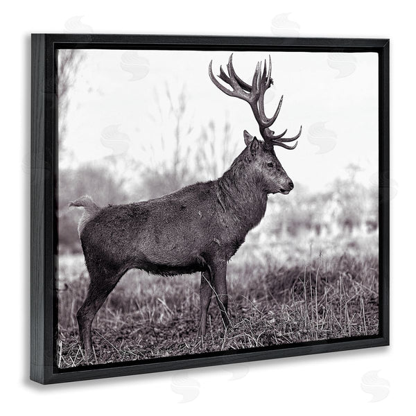 Stupell Industries Jasper Huish | Elk In Peaceful Forest
