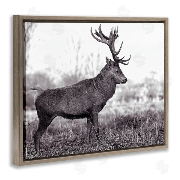 Stupell Industries Jasper Huish | Elk In Peaceful Forest