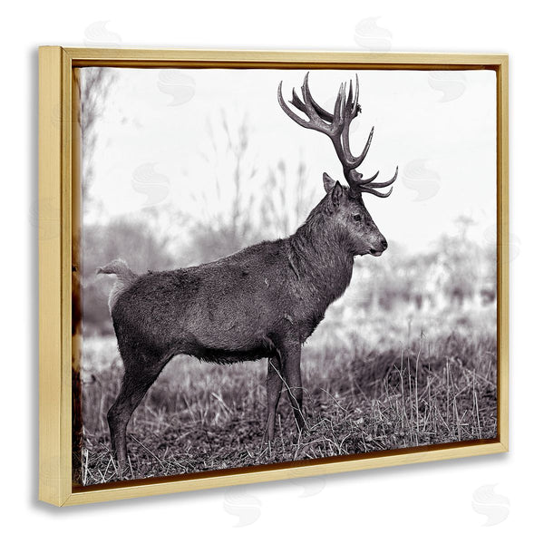 Stupell Industries Jasper Huish | Elk In Peaceful Forest