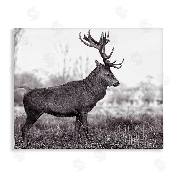 stupell industries Jasper Huish | Elk in Peaceful Forest