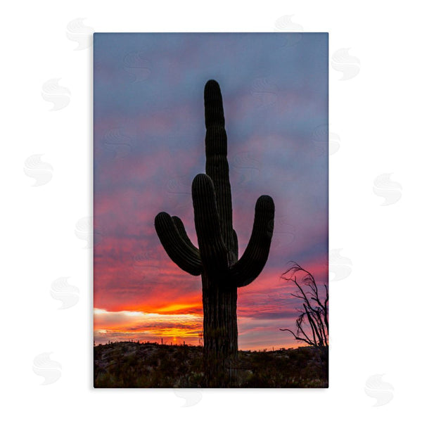 stupell industries Jeff Poe Photography | Arizona Cactus at Sunset Wall Art