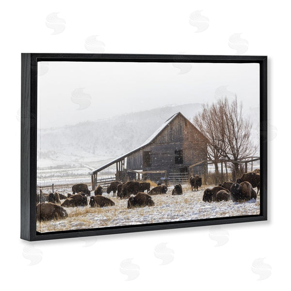 Stupell Industries Jeff Poe Photography | Colorado Buffalo Snowy Farm Wall Art