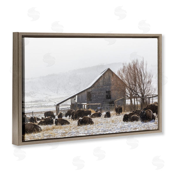 Stupell Industries Jeff Poe Photography | Colorado Buffalo Snowy Farm Wall Art