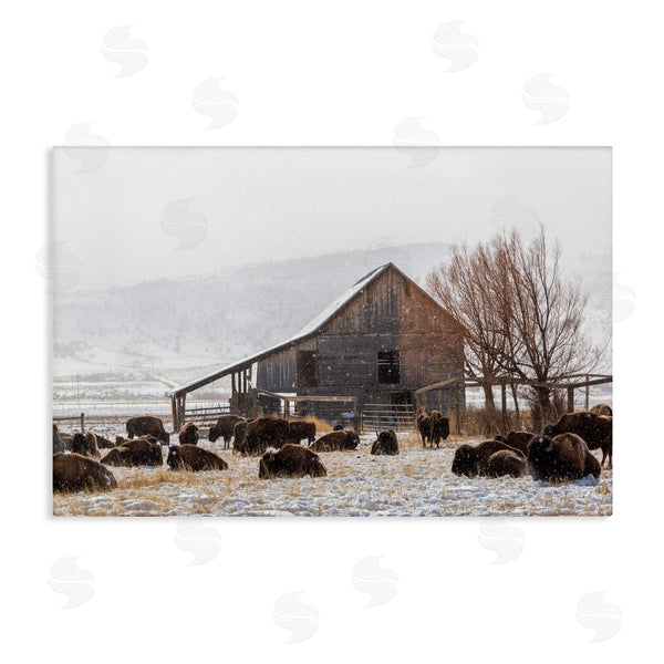 stupell industries Jeff Poe Photography | Colorado Buffalo Snowy Farm Wall Art