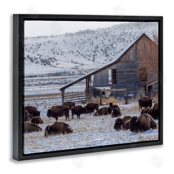 Stupell Industries Jeff Poe Photography | Grazing Rural Bison Snowy Farmland Barn Scenery Wall Art