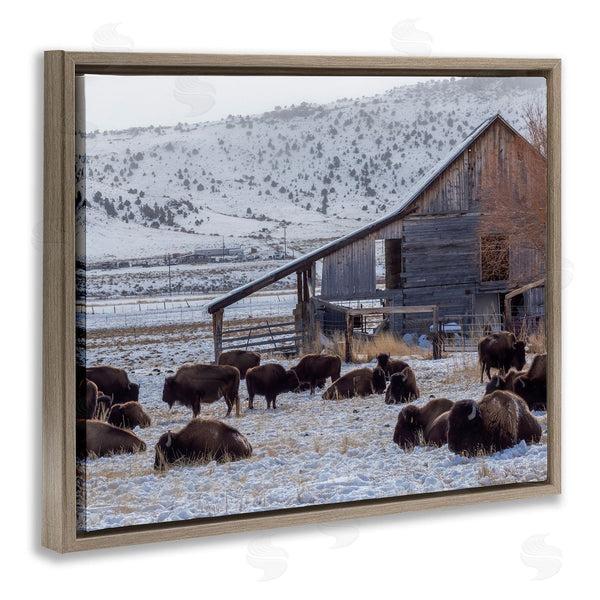 Stupell Industries Jeff Poe Photography | Grazing Rural Bison Snowy Farmland Barn Scenery Wall Art