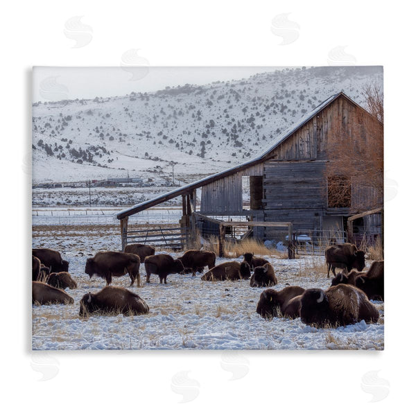 stupell industries Jeff Poe Photography | Grazing Rural Bison Snowy Farmland Barn Scenery Wall Art