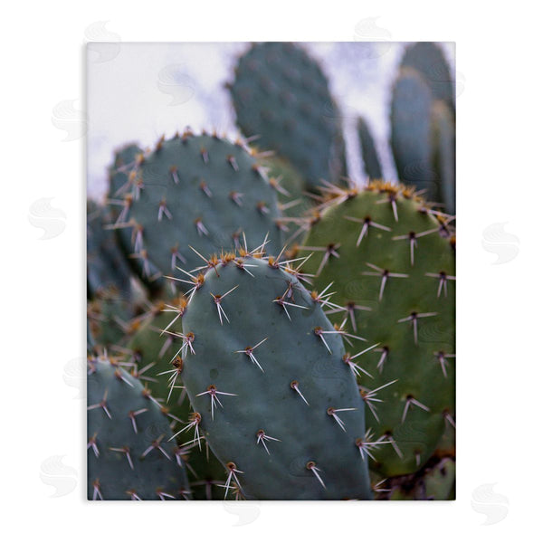 stupell industries Jeff Poe Photography | Prickly Cactus Thorns Close Up Photography Desert Vegetation Wall Art