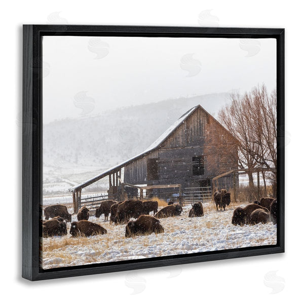 Stupell Industries Jeff Poe Photography | Snow Dusted Barn Buffalo Bison Rural Farm Wall Art