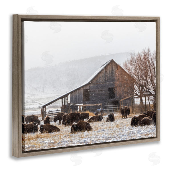 Stupell Industries Jeff Poe Photography | Snow Dusted Barn Buffalo Bison Rural Farm Wall Art