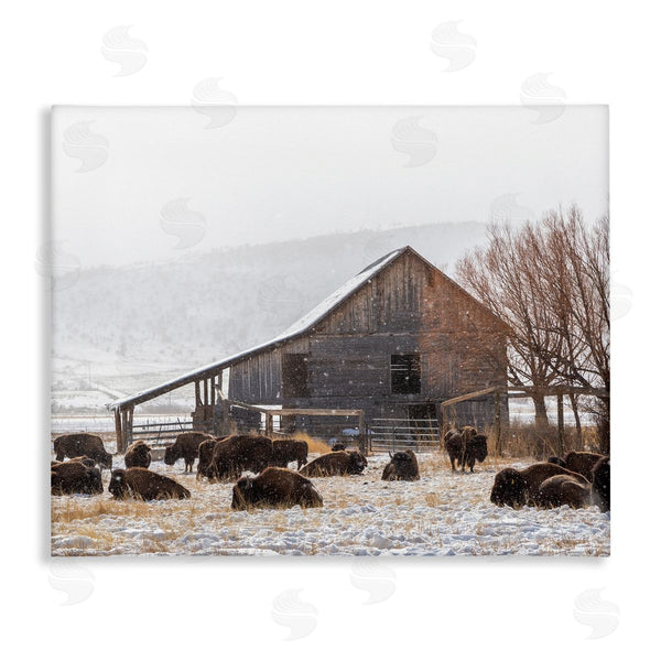 stupell industries Jeff Poe Photography | Snow Dusted Barn Buffalo Bison Rural Farm Wall Art