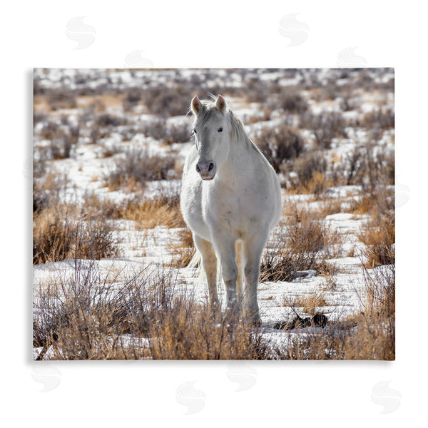 stupell industries Jeff Poe Photography | Winter Snow Horse Wildlife Wall Art