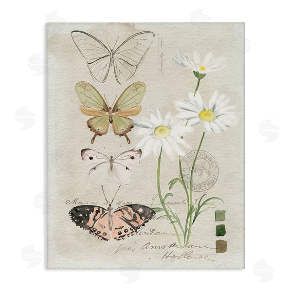 stupell industries Jennifer Paxton Parker | Antique Daisy Field Study Earth Tone Color Scale Wall Art