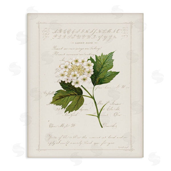 stupell industries Jennifer Pugh | Vintage Florals And Script