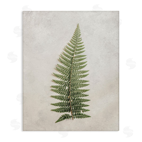 stupell industries Jennifer Rigsby | Detailed Fern Frond