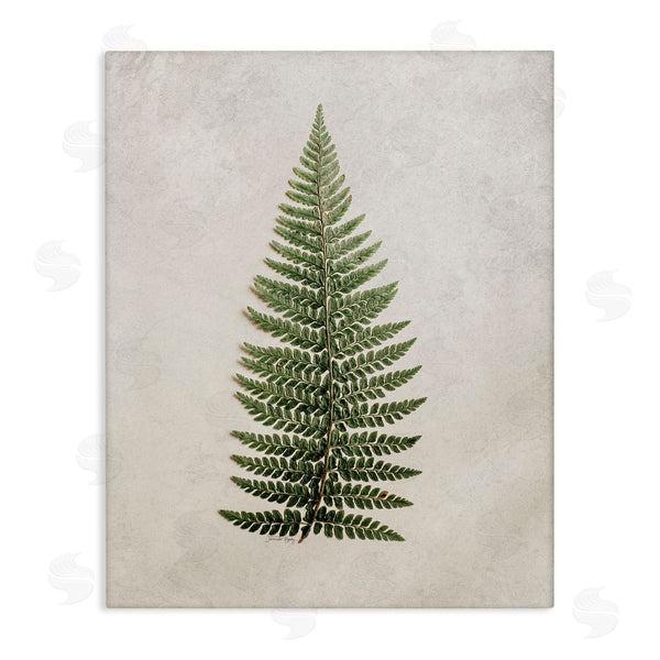 stupell industries Jennifer Rigsby | Detailed Fern Leaf
