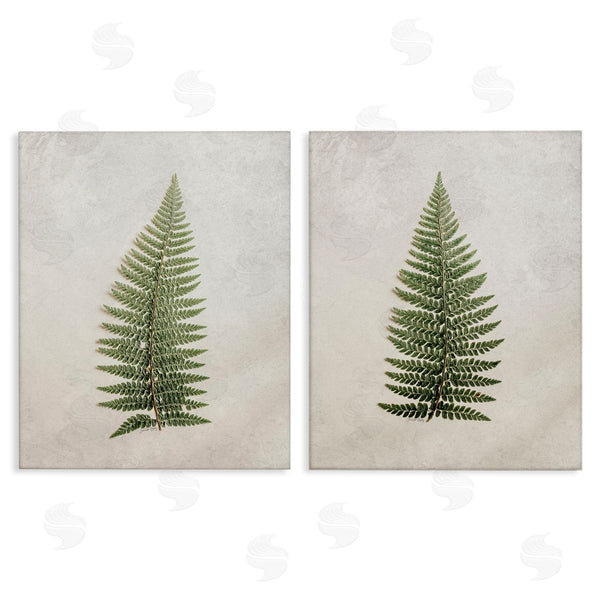 stupell industries Jennifer Rigsby | Realistic Fern Leaves Wall Art