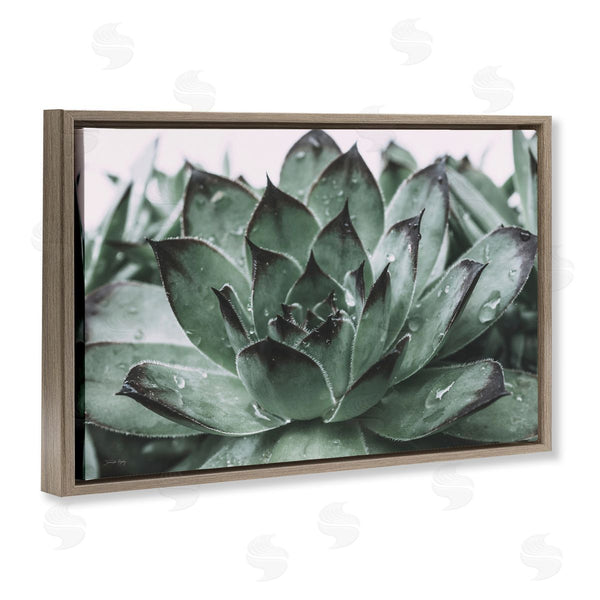Stupell Industries Jennifer Rigsby | Succulent With Rain Droplets Wall Art