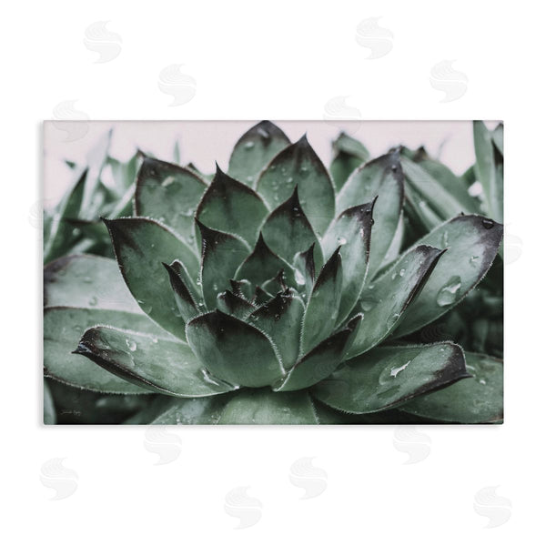 stupell industries Jennifer Rigsby | Succulent with Rain Droplets Wall Art