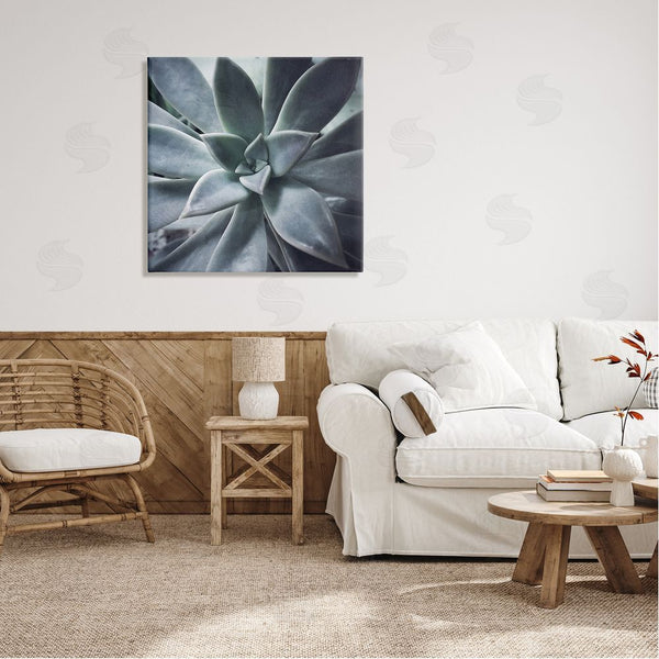 Stupell Industries Jessica Manelis | Modern Succulent Close Up Plant Life Botanical Wall Art