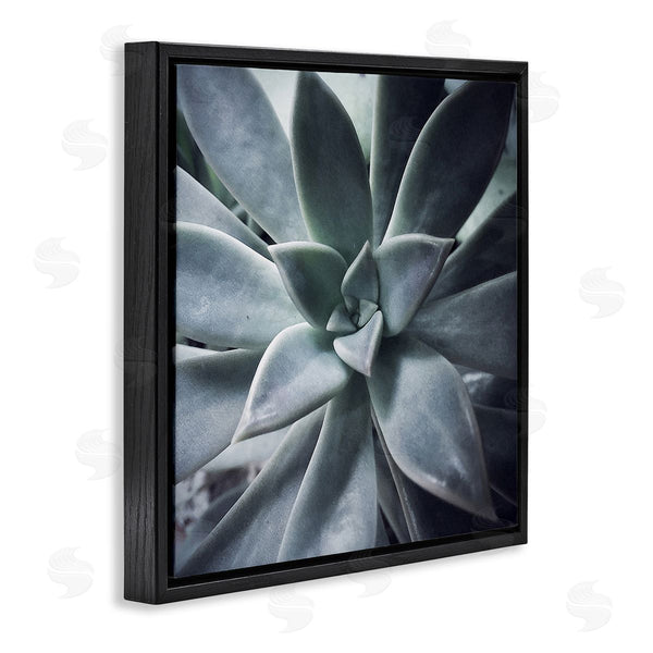 Stupell Industries Jessica Manelis | Modern Succulent Close Up Plant Life Botanical Wall Art