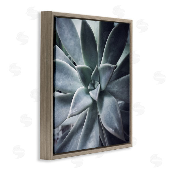 Stupell Industries Jessica Manelis | Modern Succulent Close Up Plant Life Botanical Wall Art