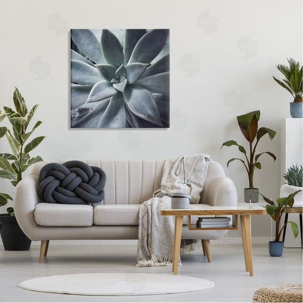 Stupell Industries Jessica Manelis | Succulent Plant Photography Wall Art