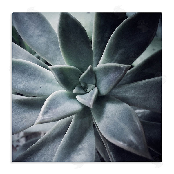 stupell industries Jessica Manelis | Succulent Plant Photography Wall Art