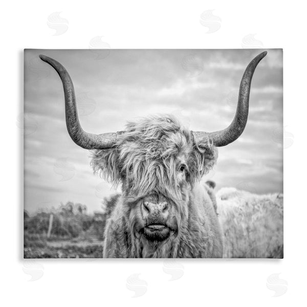 stupell industries Joe Reynolds | Grey Highland Cow Photograph