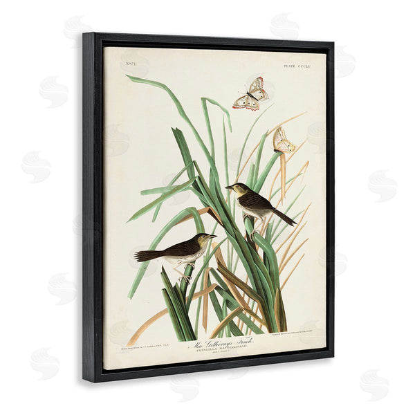 Stupell Industries John James Audubon | Traditional Nature Study Wall Art