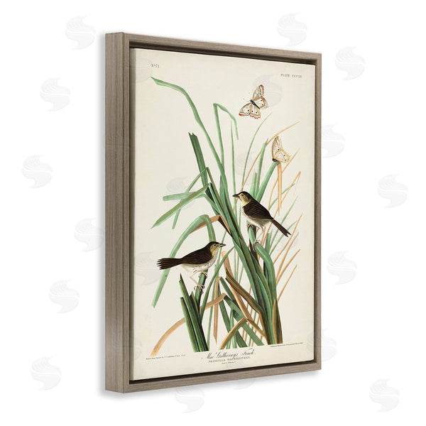 Stupell Industries John James Audubon | Traditional Nature Study Wall Art