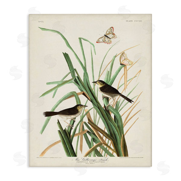 stupell industries John James Audubon | Traditional Nature Study Wall Art