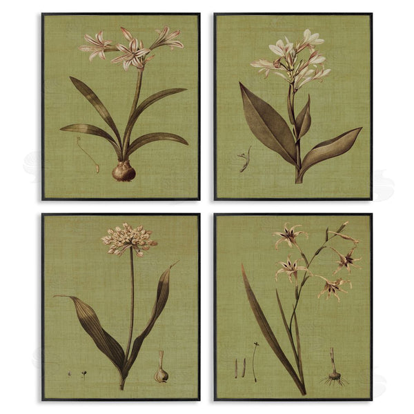 Stupell Industries John Seba | Vintage Botanical Plant Illustration Scientific Study Wall Art