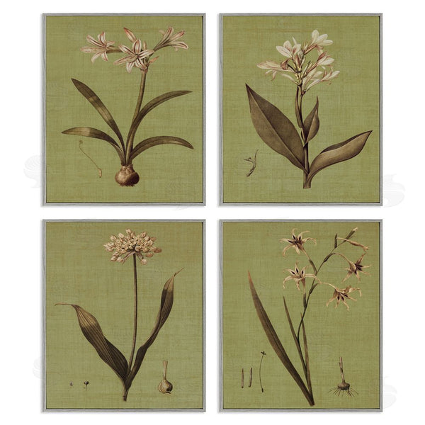 Stupell Industries John Seba | Vintage Botanical Plant Illustration Scientific Study Wall Art