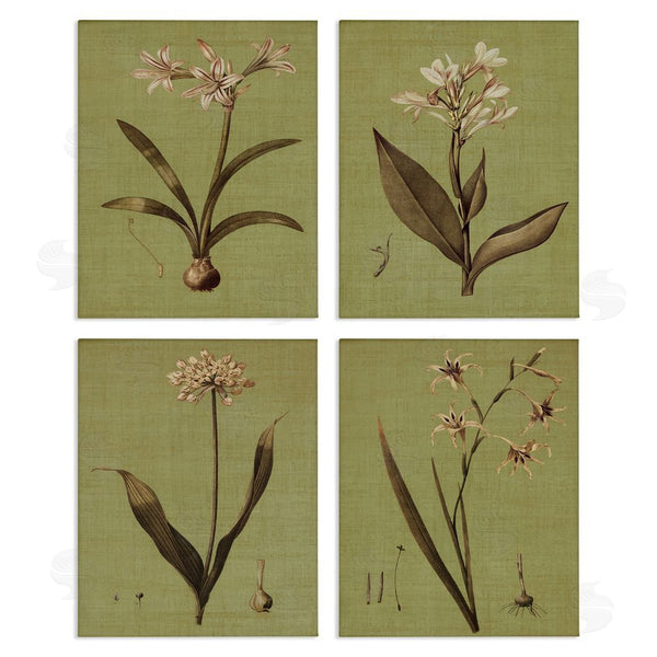 stupell industries John Seba | Vintage Botanical Plant Illustration Scientific Study Wall Art