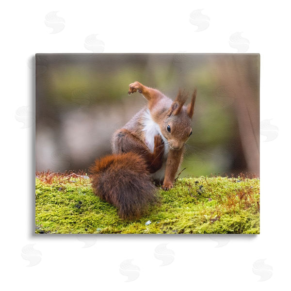 stupell industries Johnny Kaapa | Squirrel on Mossy Log Wall Art