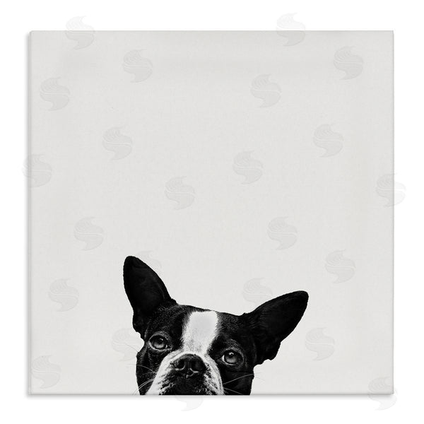 stupell industries Jon Bertelli | Dog Peeking From Below