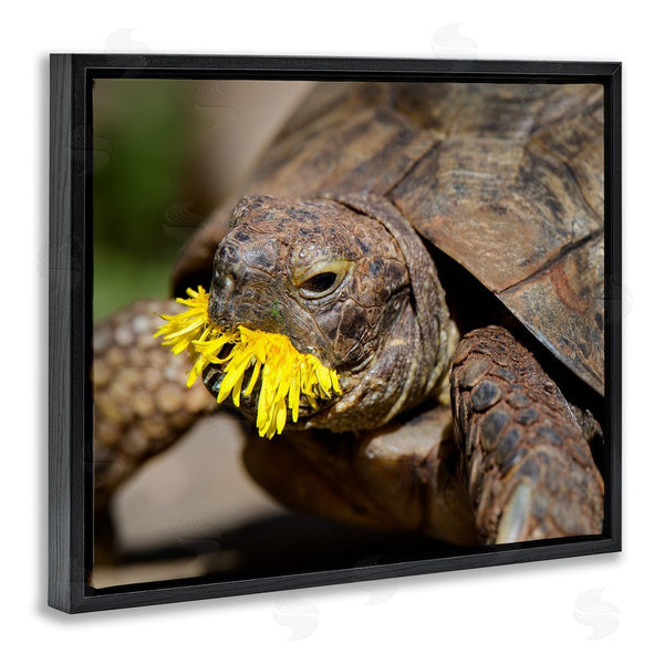 Stupell Industries Jonathan Casey | Turtle Eating Dandelion Wall Art