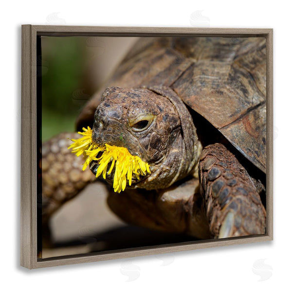 Stupell Industries Jonathan Casey | Turtle Eating Dandelion Wall Art