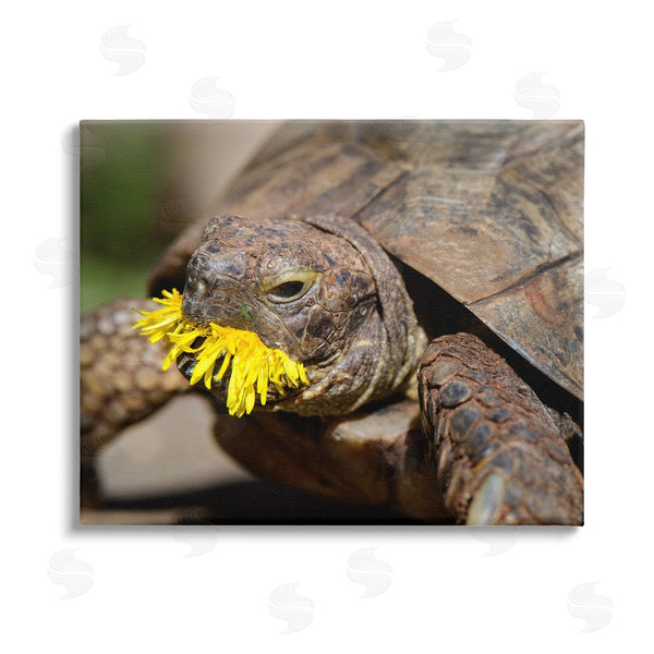 stupell industries Jonathan Casey | Turtle Eating Dandelion Wall Art