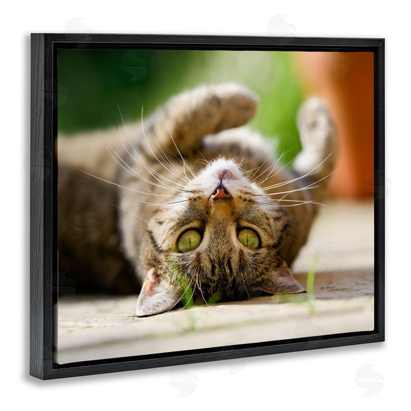 Stupell Industries Jonathan Casey | Upside Down Cat Portrait Wall Art