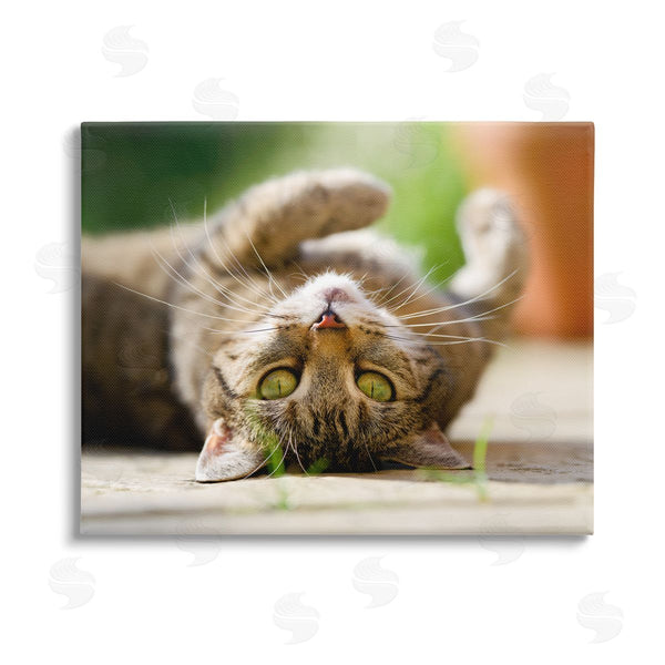 stupell industries Jonathan Casey | Upside Down Cat Portrait Wall Art