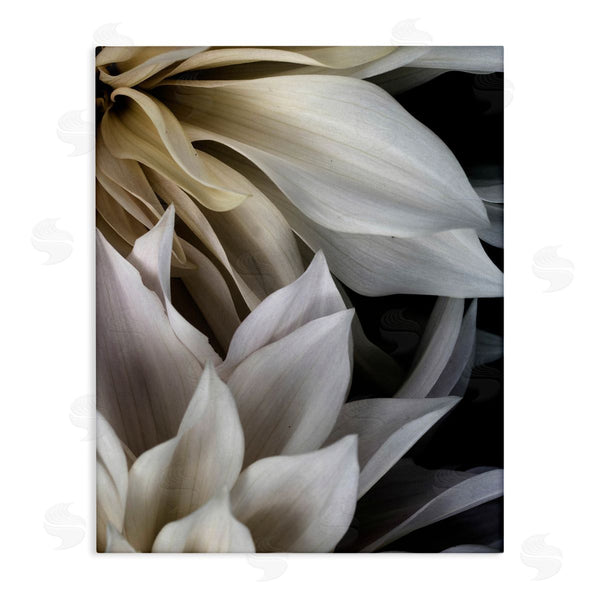 stupell industries Judy Stalus | Grey Dahlia Petals Wall Art