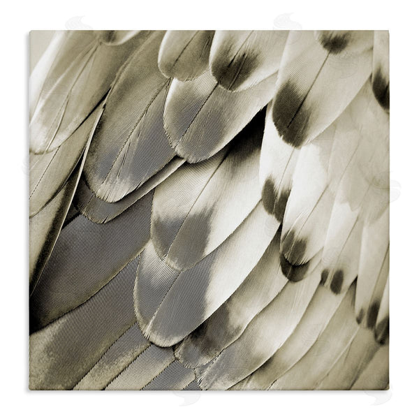 stupell industries Julia Bosco | Sleek Feathers Close Up Wall Art