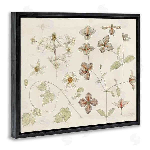 Stupell Industries Julie De Graag | Nature Botanical Study