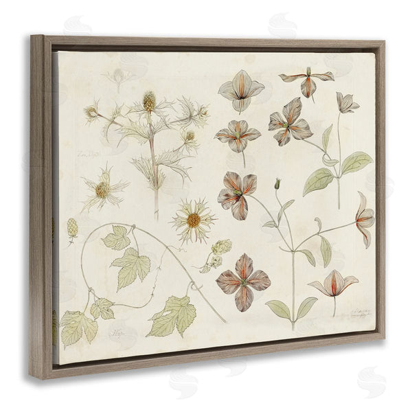 Stupell Industries Julie De Graag | Nature Botanical Study
