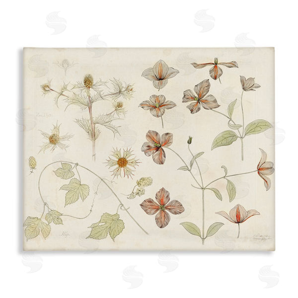 stupell industries Julie de Graag | Nature Botanical Study