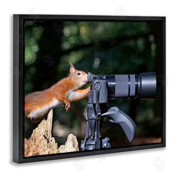 Stupell Industries Julie Hunt | Funny Squirrel Photographer Wall Art